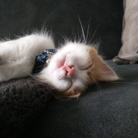Tekir Kedi, Kedi  Tarçın fotoğrafı