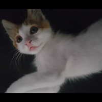 Tekir Kedi, Kedi  Tarçın fotoğrafı