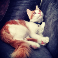 Tekir Kedi, Kedi  Tarçın fotoğrafı