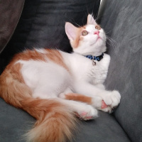 Tekir Kedi, Kedi  Tarçın fotoğrafı