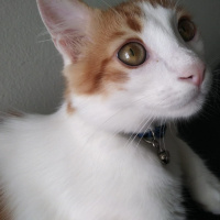 Tekir Kedi, Kedi  Tarçın fotoğrafı