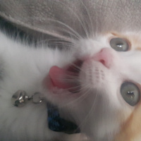 Tekir Kedi, Kedi  Tarçın fotoğrafı