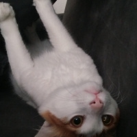 Tekir Kedi, Kedi  Tarçın fotoğrafı