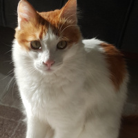 Tekir Kedi, Kedi  Tarçın fotoğrafı