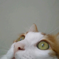 Tekir Kedi, Kedi  Tarçın fotoğrafı