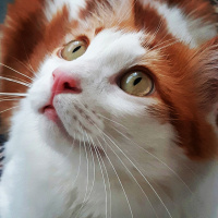 Tekir Kedi, Kedi  Tarçın fotoğrafı
