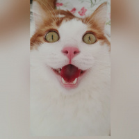 Tekir Kedi, Kedi  Tarçın fotoğrafı