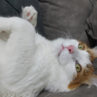 Tekir Kedi, Kedi  Tarçın fotoğrafı