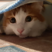 Tekir Kedi, Kedi  Tarçın fotoğrafı