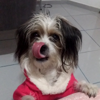 Maltese, Köpek  Leydi fotoğrafı