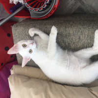 Tekir Kedi, Kedi  Sakız fotoğrafı