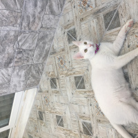 Tekir Kedi, Kedi  Sakız fotoğrafı