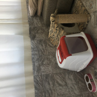 Tekir Kedi, Kedi  Sakız fotoğrafı