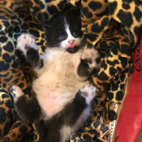 Tekir Kedi, Kedi  Fıstık fotoğrafı