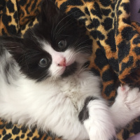 Tekir Kedi, Kedi  Fıstık fotoğrafı