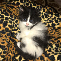 Tekir Kedi, Kedi  Fıstık fotoğrafı