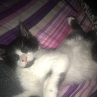 Tekir Kedi, Kedi  Fıstık fotoğrafı