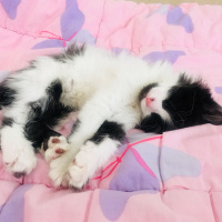 Tekir Kedi, Kedi  Fıstık fotoğrafı