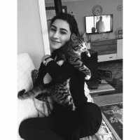 Tekir Kedi, Kedi  Mia fotoğrafı