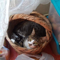 Tekir Kedi, Kedi  Mia fotoğrafı