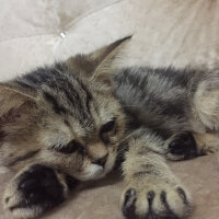 British Shorthair, Kedi  Pişö fotoğrafı