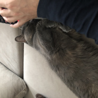 British Shorthair, Kedi  foya fotoğrafı