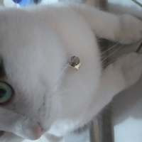 Tekir Kedi, Kedi  Minnoş fotoğrafı