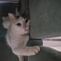 Tekir Kedi, Kedi  Minnoş fotoğrafı