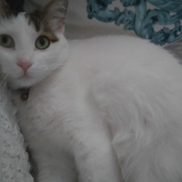 Tekir Kedi, Kedi  Minnoş fotoğrafı