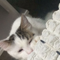 Tekir Kedi, Kedi  Minnoş fotoğrafı
