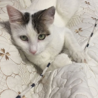 Tekir Kedi, Kedi  Minnoş fotoğrafı