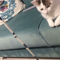 Tekir Kedi, Kedi  Minnoş fotoğrafı