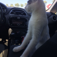 Tekir Kedi, Kedi  Minnoş fotoğrafı