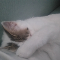 Tekir Kedi, Kedi  Minnoş fotoğrafı