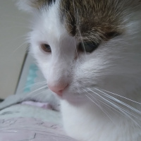Tekir Kedi, Kedi  Minnoş fotoğrafı
