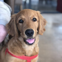 Golden Retriever, Köpek  Misha fotoğrafı