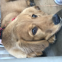 Golden Retriever, Köpek  Misha fotoğrafı