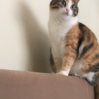 Tekir Kedi, Kedi  Badem fotoğrafı