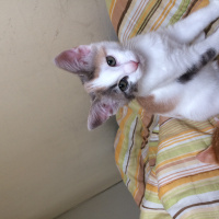 Ankara Kedisi, Kedi  Mia fotoğrafı