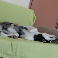 Sibirya Kurdu (Husky), Köpek  alex fotoğrafı