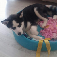 Sibirya Kurdu (Husky), Köpek  alex fotoğrafı