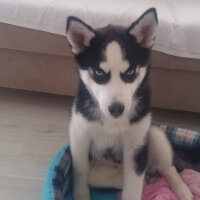 Sibirya Kurdu (Husky), Köpek  alex fotoğrafı