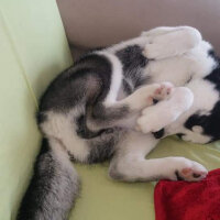 Sibirya Kurdu (Husky), Köpek  alex fotoğrafı