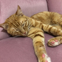 Tekir Kedi, Kedi  Tarçın fotoğrafı