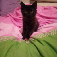 Bombay, Kedi  Siyah fotoğrafı