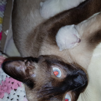 Siyam Kedisi, Kedi  Safiye ( safiş) fotoğrafı