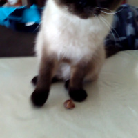 Siyam Kedisi, Kedi  Paşa fotoğrafı