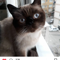 Siyam Kedisi, Kedi  Paşa fotoğrafı