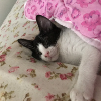 American Wirehair, Kedi  Pablo fotoğrafı