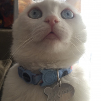 Van Kedisi, Kedi  Köpük fotoğrafı
